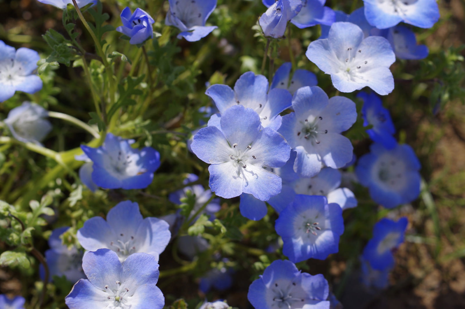 満開に咲いた淡い青色のネモフィラの花々