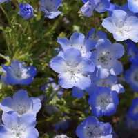 咲いたばかりの淡い青色のネモフィラの花が満開の写真