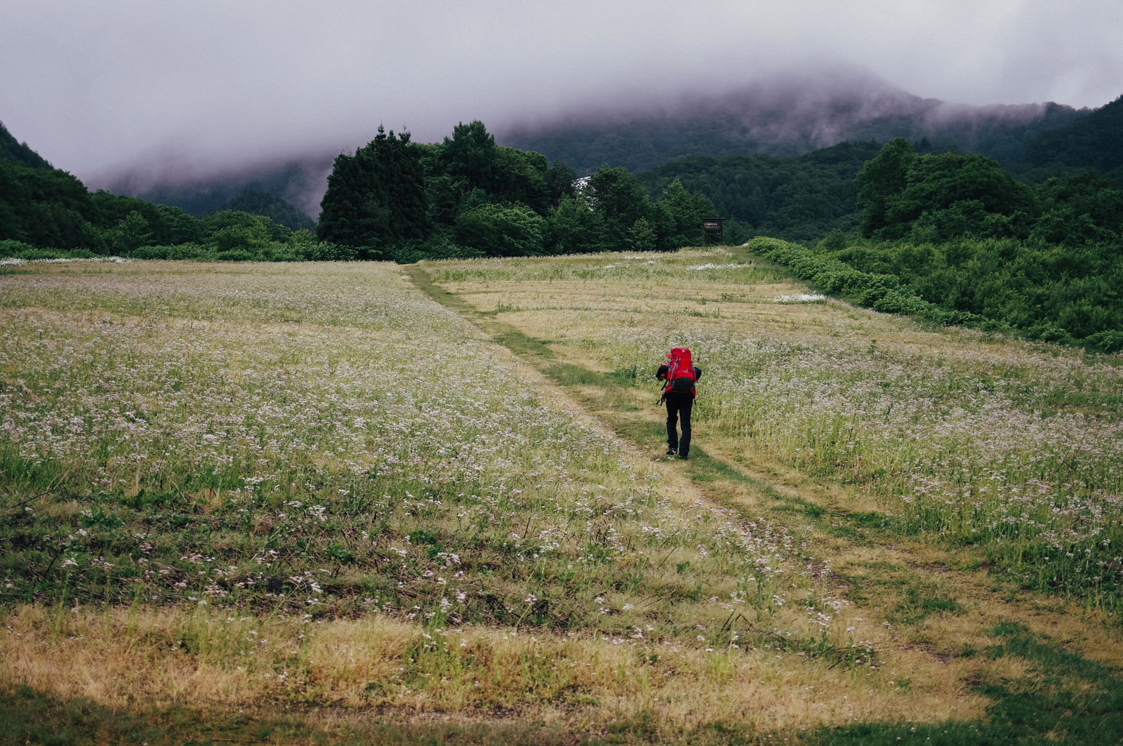 緑の草原が広がる夏のスキー場を赤い服を着た登山者が歩いている風景