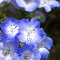 春の園芸で育てたネモフィラ、一輪のクローズアップの写真