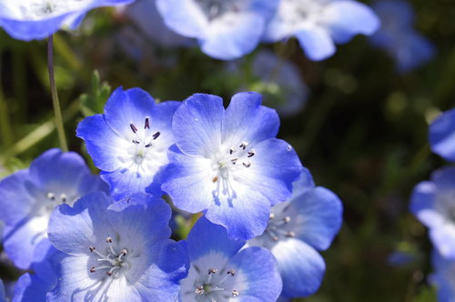 春の園芸で育てたネモフィラ、一輪のクローズアップ
