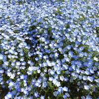 所せましと咲くネモフィラの花畑 満開の青い花園の写真