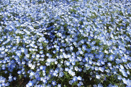 所せましと咲くネモフィラの花畑 満開の青い花園