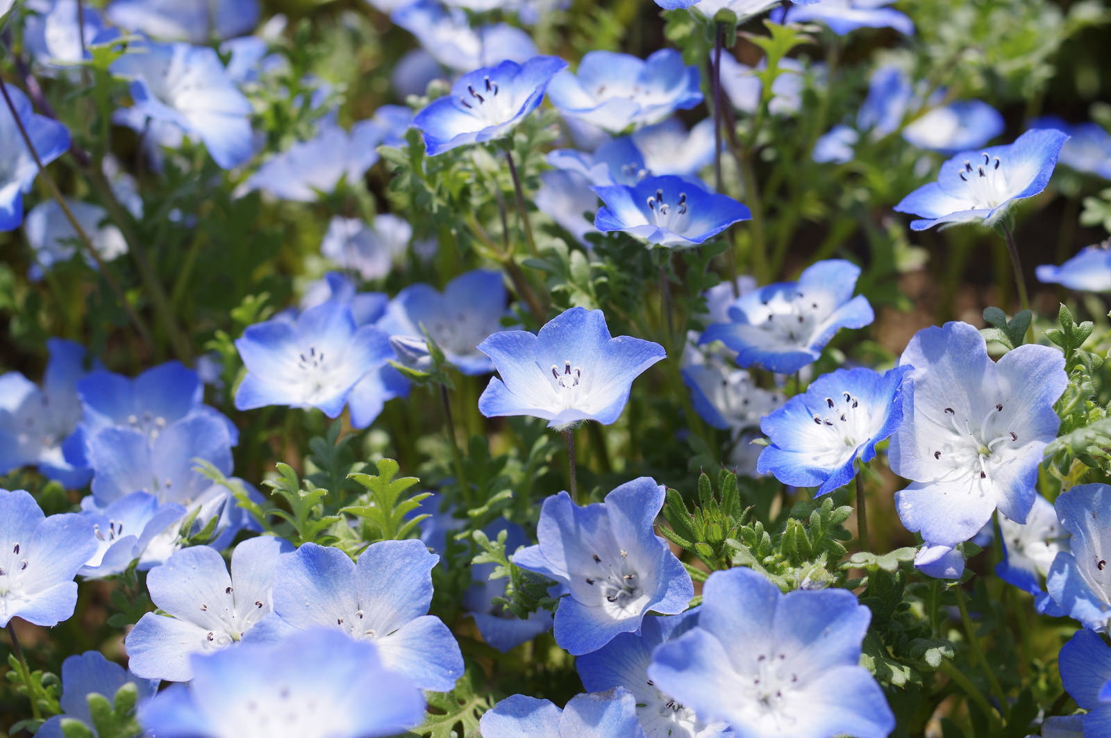 満開に咲く淡い青色のネモフィラの花々