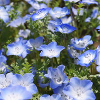 晴れた日の下で咲く満開のネモフィラ、淡青色の小花が密集する春の花畑の写真