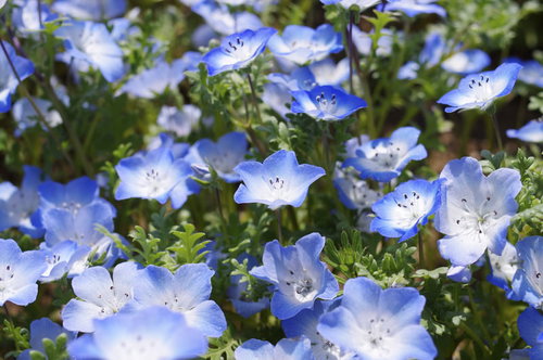 晴れた日の下で咲く満開のネモフィラ、淡青色の小花が密集する春の花畑
