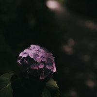 暗い道に木漏れ日で浮かび上がる薄紫色の紫陽花の写真