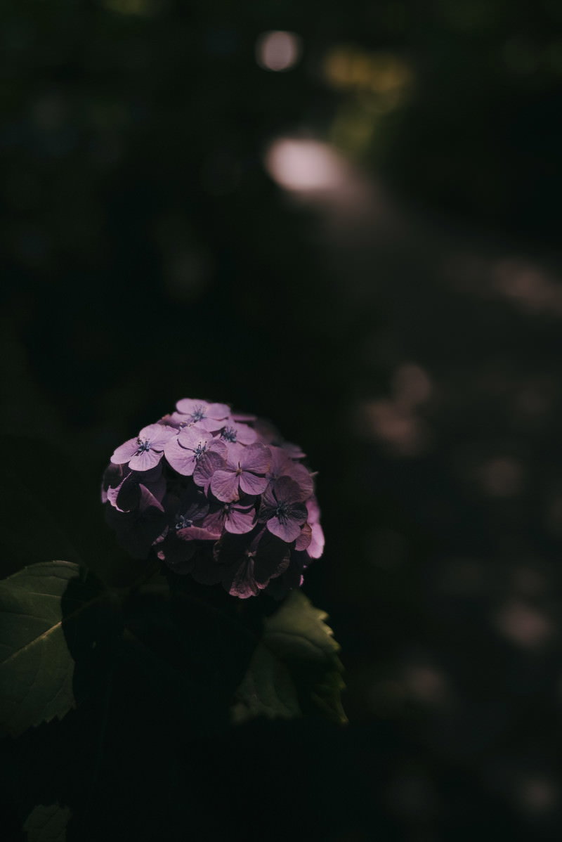 暗い背景の中で木漏れ日に照らされた薄紫色のアジサイの花