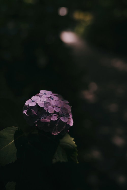 暗い道に木漏れ日で浮かび上がる薄紫色の紫陽花