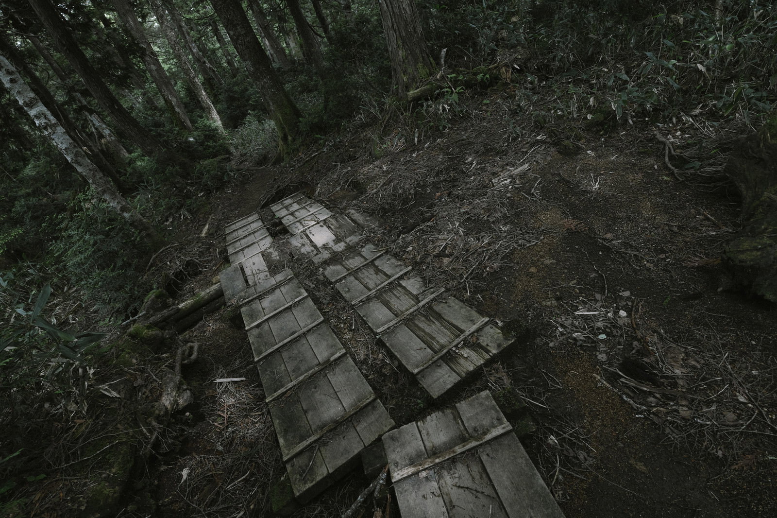 暗い森の中を続く古い木材で作られた木道の登山道