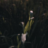 暗がりから飛び出してくるような草木に付いた水滴の写真