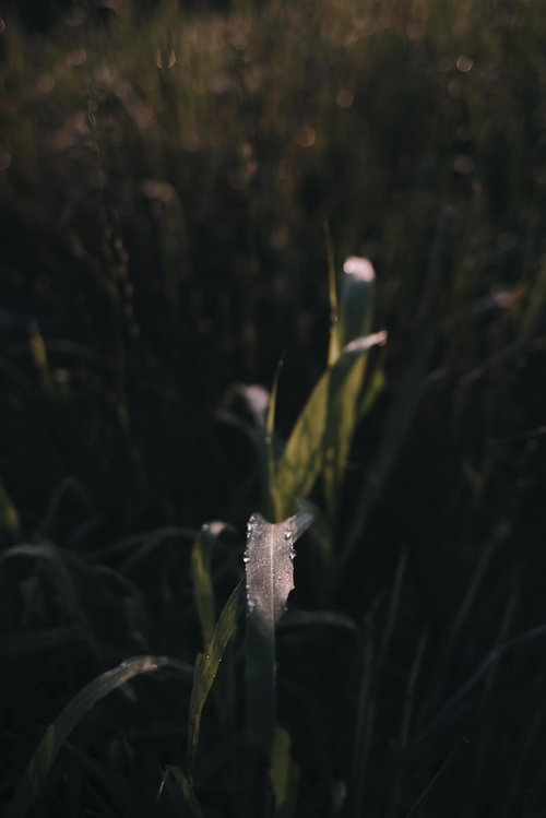 暗がりから飛び出してくるような草木に付いた水滴