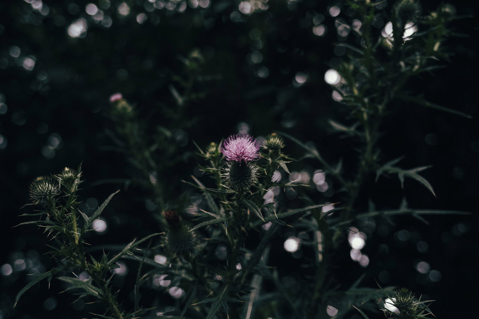 草むらの中に咲くアザミの花