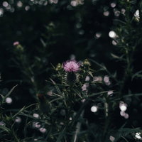 暗がりに咲いたアザミの花の写真