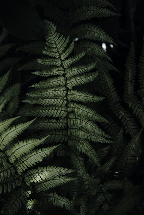 暗がりに浮かび上がるシダの葉