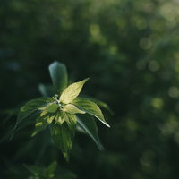 朝の陽ざしにやさしく光る葉脈と新緑の透光の写真