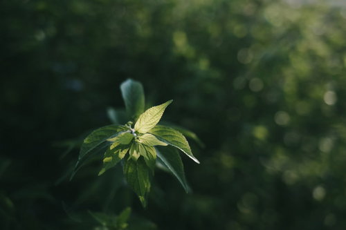 朝の陽ざしにやさしく光る葉脈と新緑の透光
