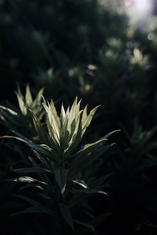 朝の陽ざしに暗がりから浮かび上がる緑の葉