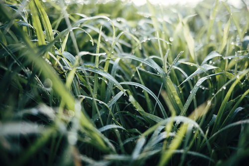 朝露を纏い踊るような雑草