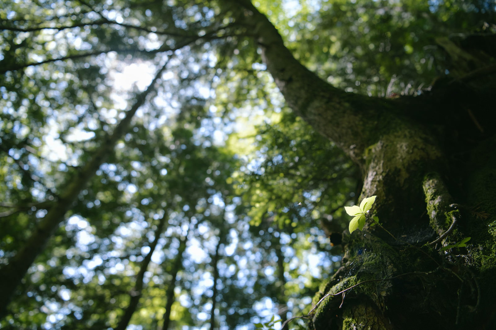 木漏れ日が差し込む登山道で苔むした木と若葉が光に照らされている