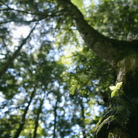 木漏れ日の差し込む登山道と苔むした木に照らされる若葉の写真