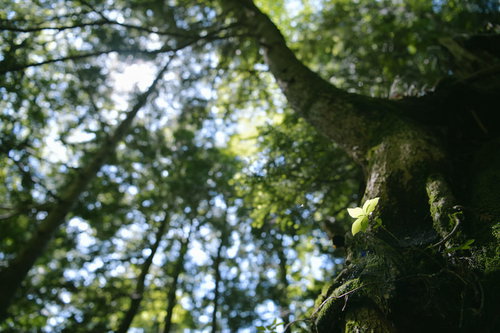 木漏れ日の差し込む登山道と苔むした木に照らされる若葉