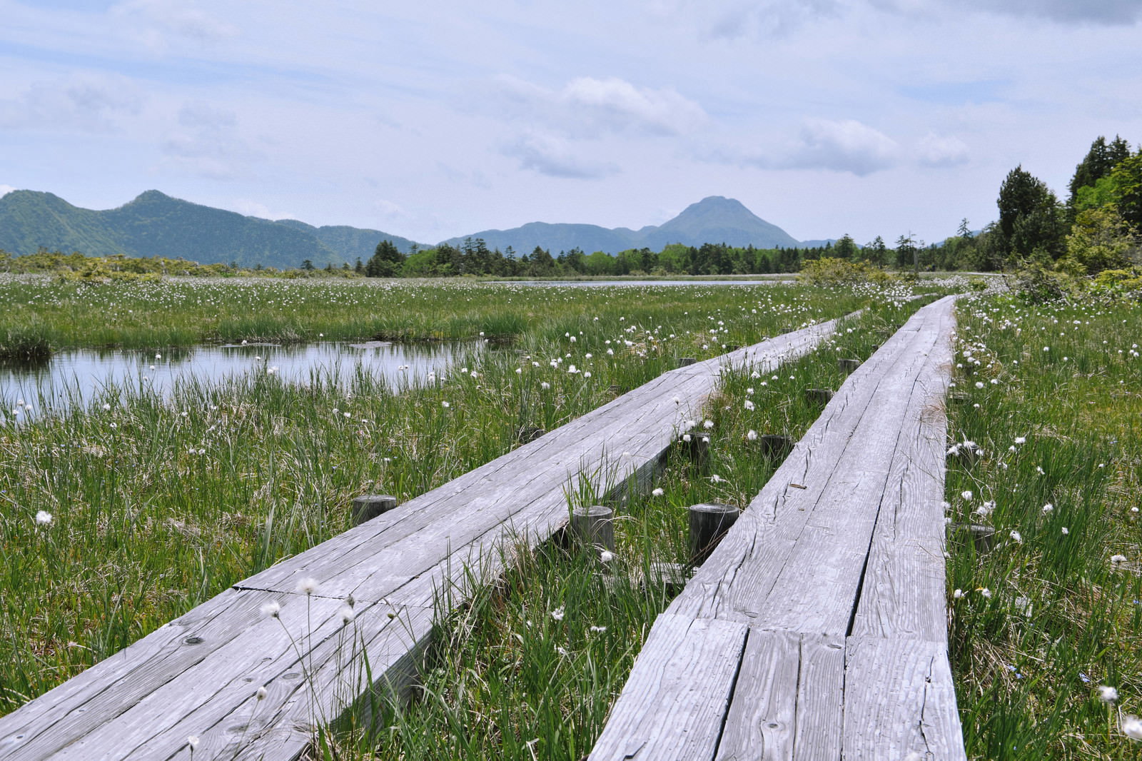 木道が伸びる湿原にワタスゲが咲き、白根山が見える景色