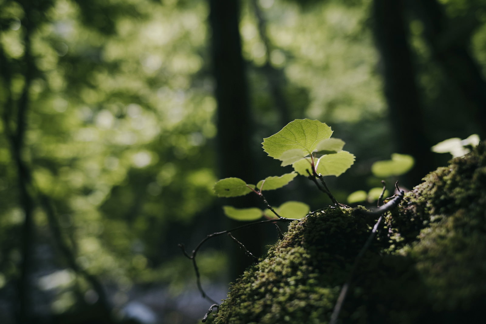 苔むした枝から芽吹いた黄緑色の若葉と光