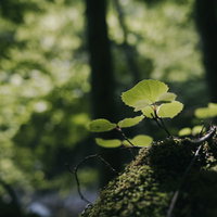 森の妖精のような若葉と苔むした枝 春の新緑の写真