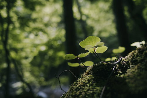 森の妖精のような若葉と苔むした枝 春の新緑