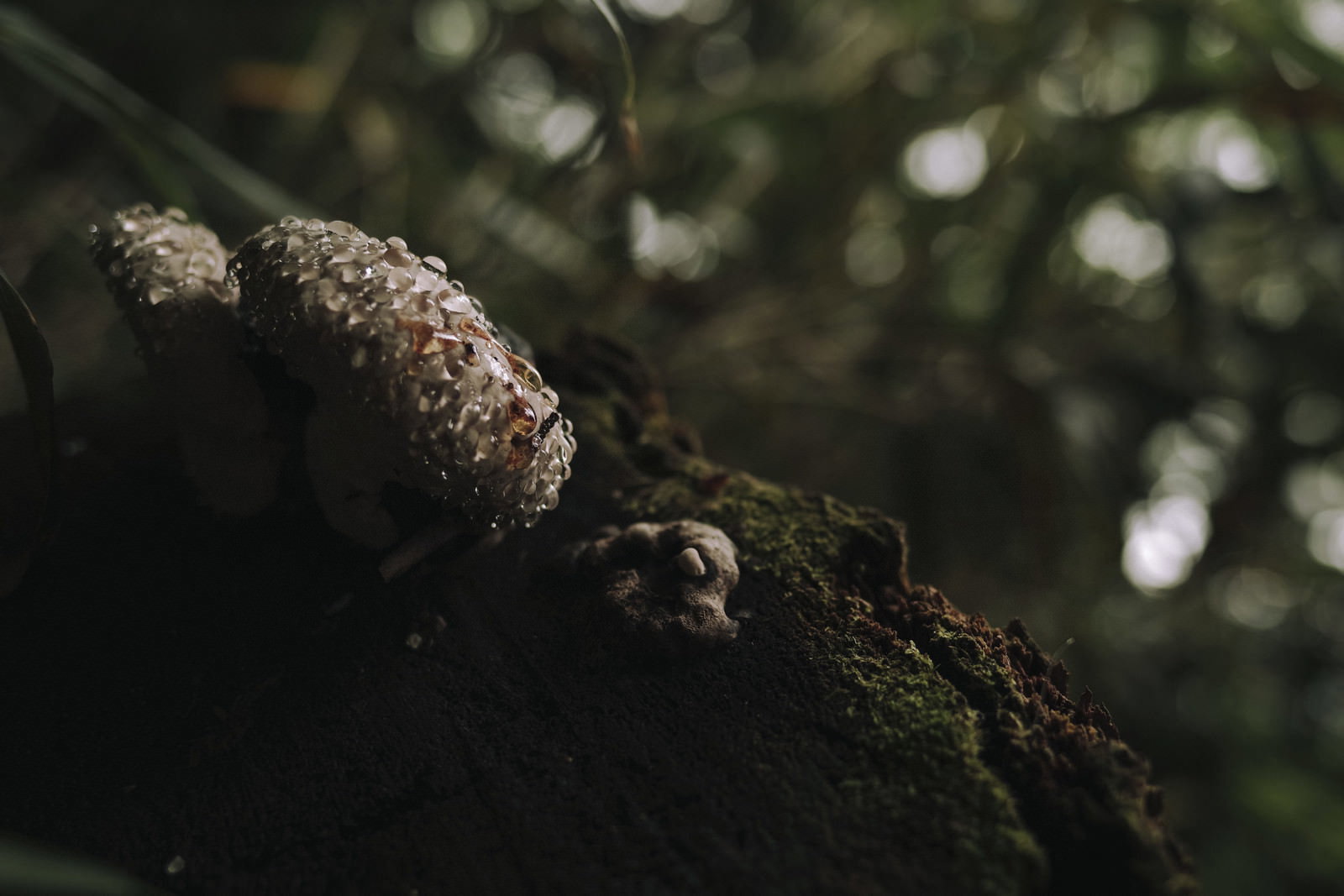 苔むした枝に付着した水滴が染み出すサルノコシカケの接写