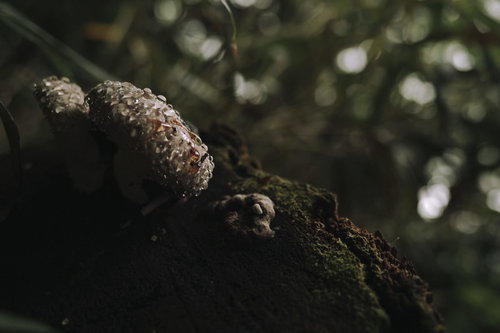 苔むした枝に付着した水滴が染み出したサルノコシカケ