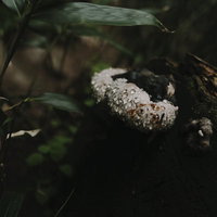 朽木に生えるサルノコシカケに滴る雨水と水滴の写真
