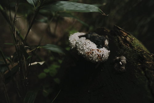 朽木に生えるサルノコシカケに滴る雨水と水滴