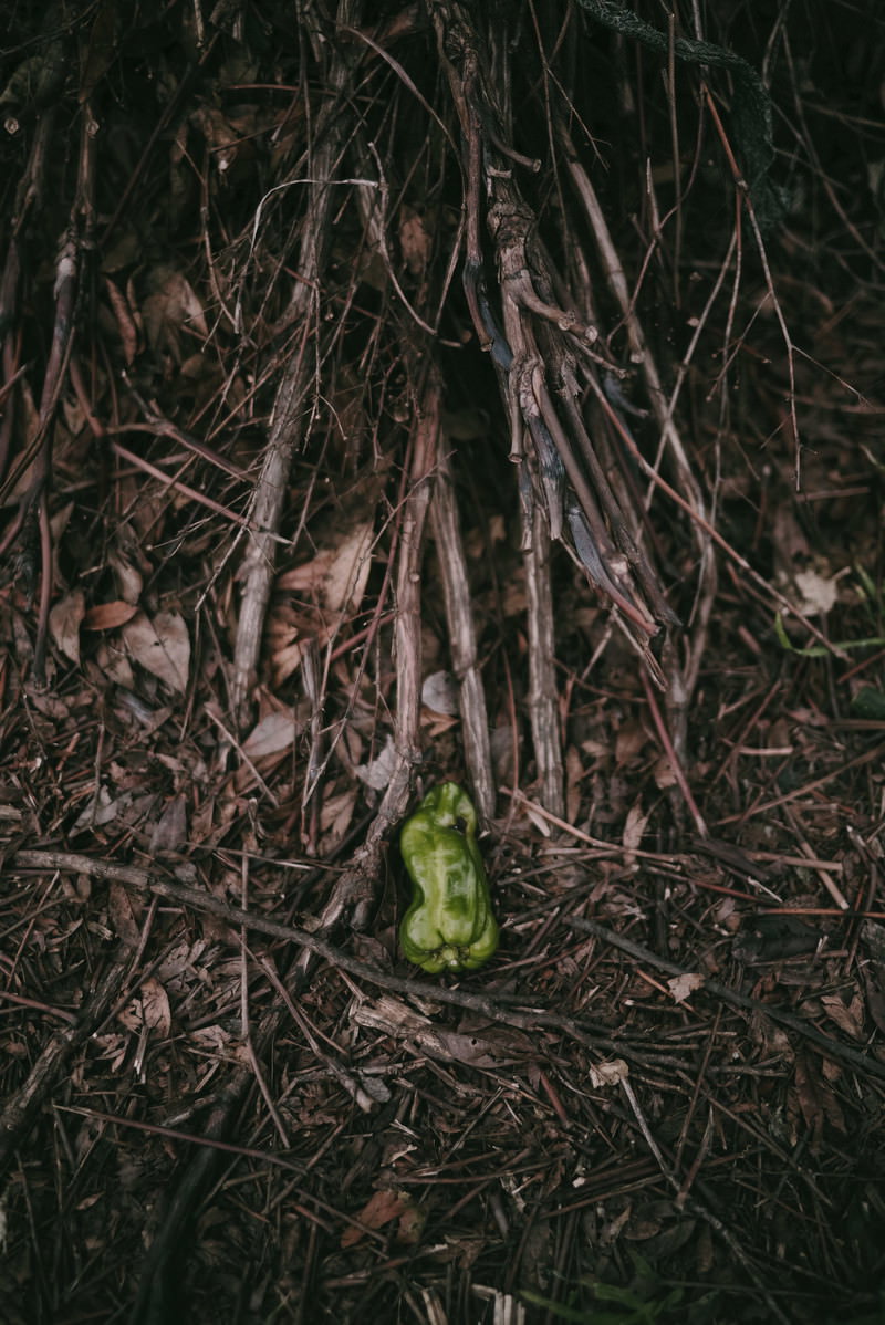 土の上に捨てられた緑色のピーマンと周囲の枝や落ち葉