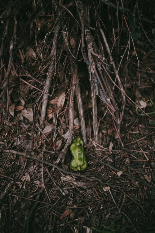 畑脇に捨てられたぽつんと置かれた緑のピーマン