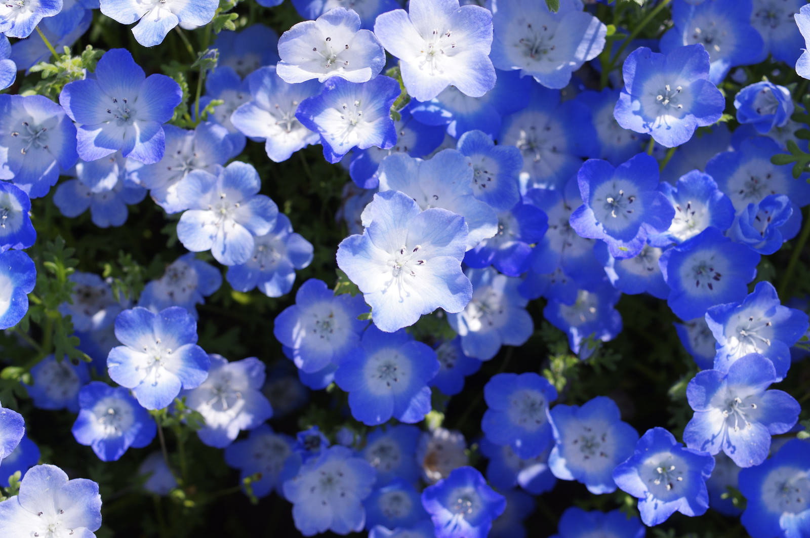 青い小花のネモフィラが満開に咲く花畑