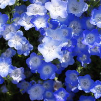 春の開花期、ネモフィラの花々が群生する花畑の写真