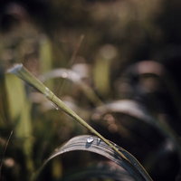 葉に煌めく一つの水滴、雨上がりの朝露が輝く瞬間の写真