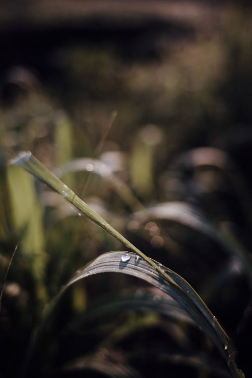 葉に煌めく一つの水滴、雨上がりの朝露が輝く瞬間