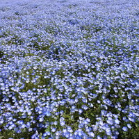 見渡す限り真っ青なネモフィラの群生地の写真