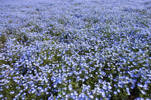 見渡す限り真っ青なネモフィラの群生地