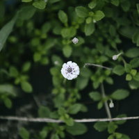 道端の草むらに一輪だけ咲いた白い花の野草の写真