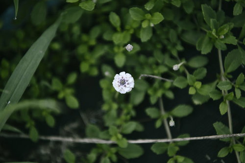 道端の草むらに一輪だけ咲いた白い花の野草