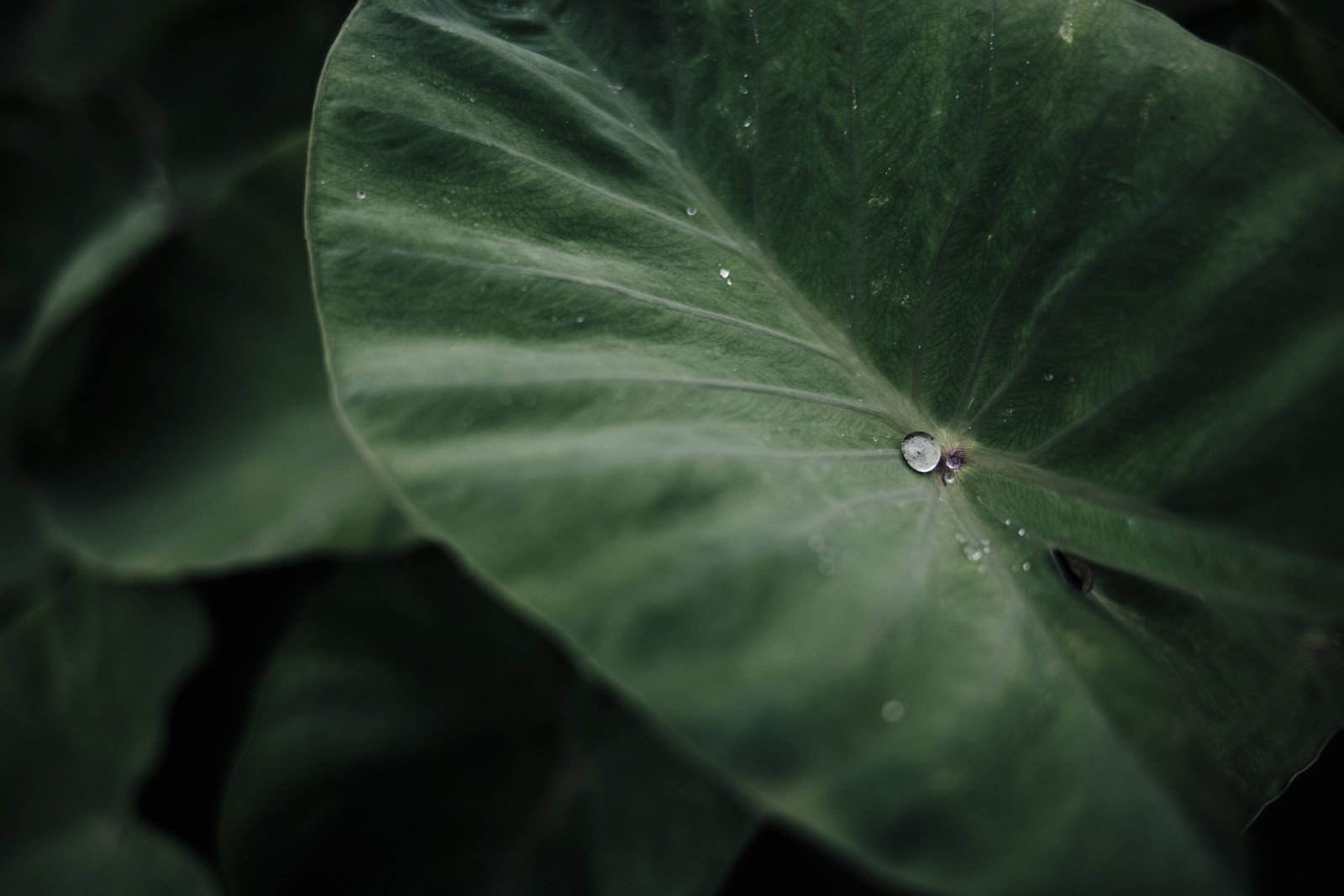雨上がりの里芋の葉に乗った水滴