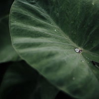 里芋の葉に落ちた水滴（雨上がり）の写真