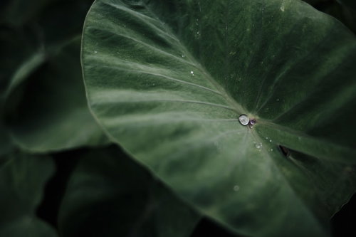 里芋の葉に落ちた水滴（雨上がり）