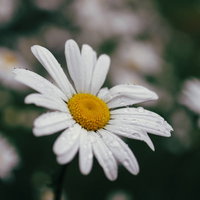 雨に濡れるマーガレットの花。白い花びらと黄色い花芯のクローズアップの写真