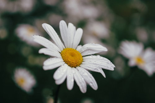 雨に濡れるマーガレットの花。白い花びらと黄色い花芯のクローズアップ