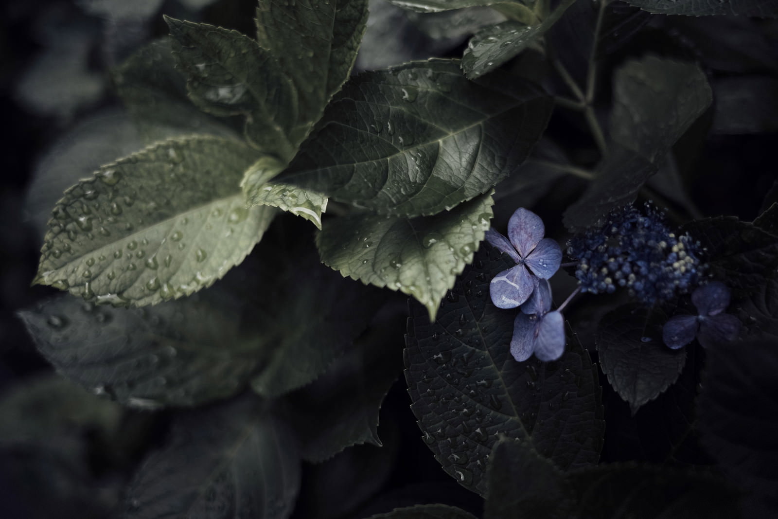 雨露に濡れたアジサイの花と葉